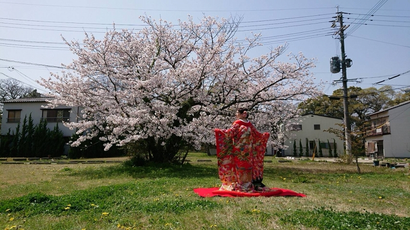 舞鶴公園 桜 前撮り②